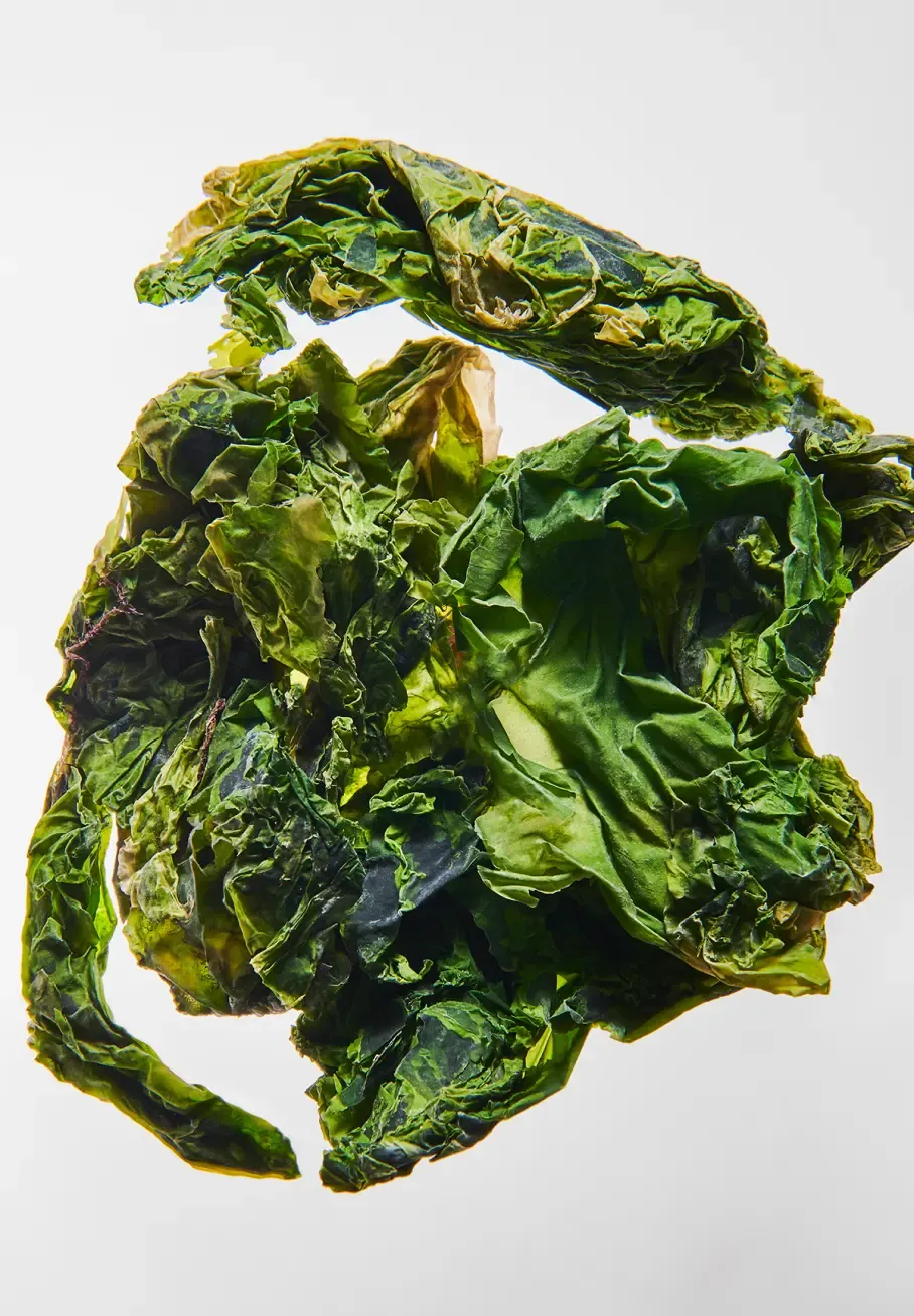 Alga - Image 1