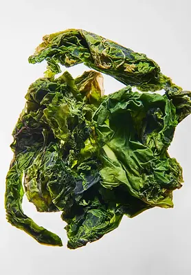 Alga